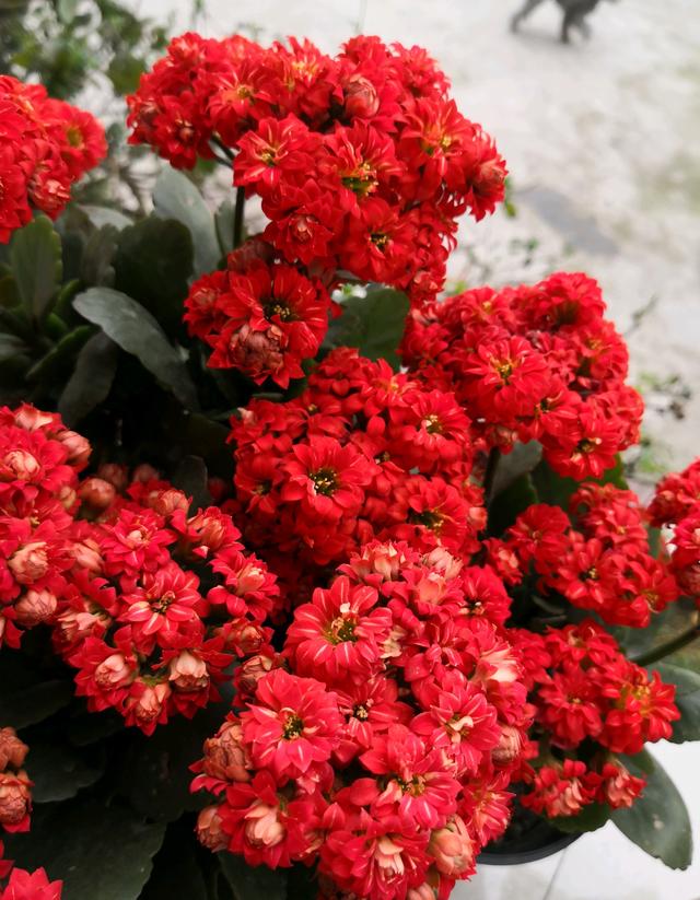 种漂亮花正月快扦插剪个枝条天生根俩月开花 新闻时间