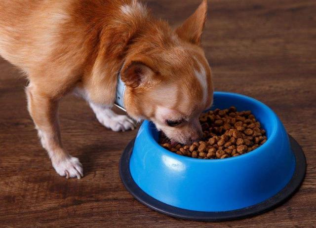 狗狗的食量和體重怎麼算(狗狗飯量計算方法)-艾拉養犬