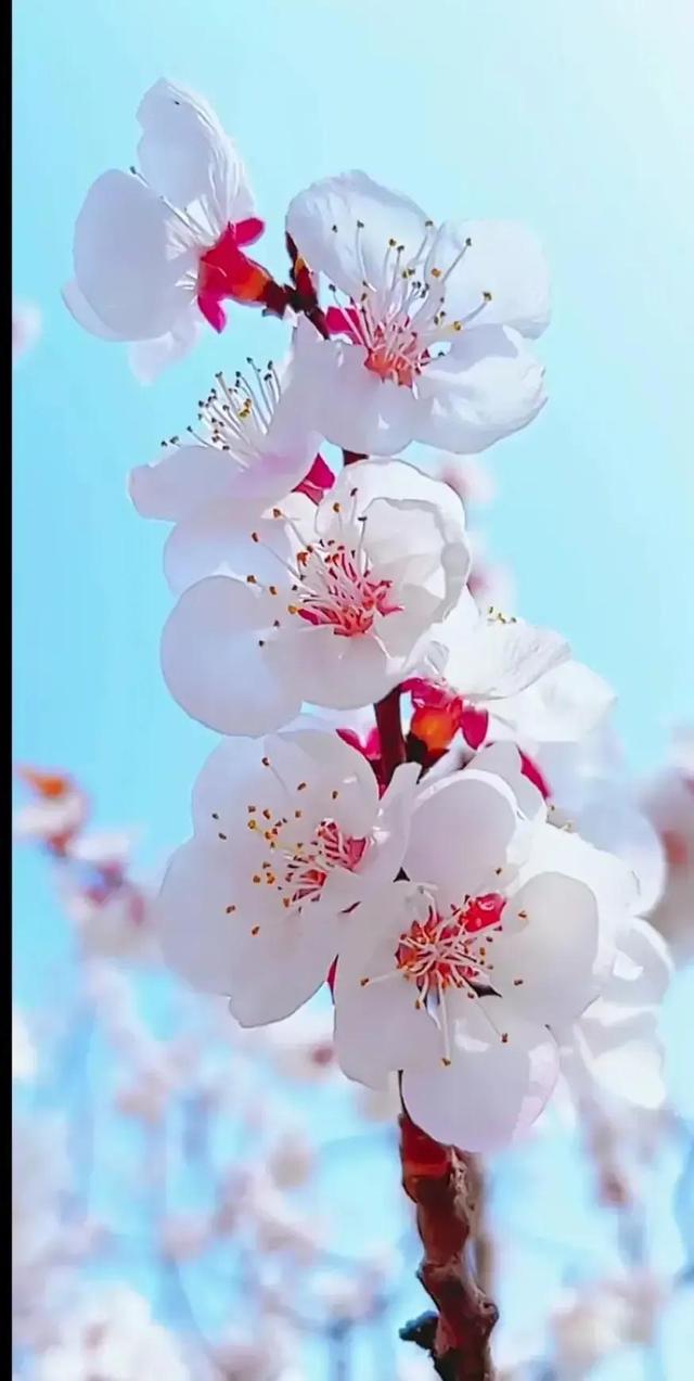 给我鼓掌掌，智慧精灵撒花了