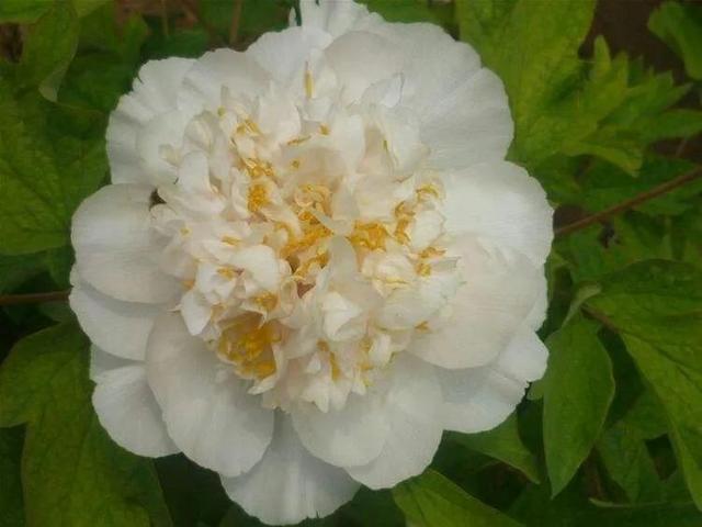 牡丹、芍药大比拼，到底谁最美