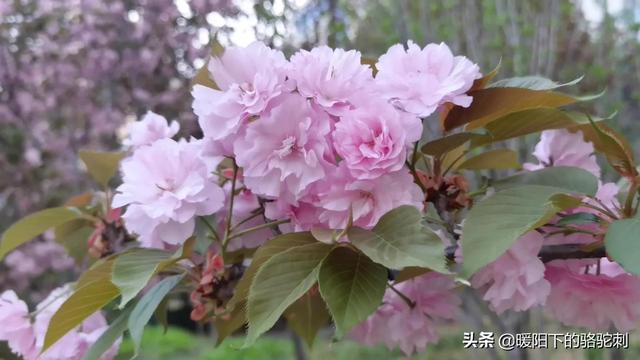 十四岁：春天的样子，努力的样子