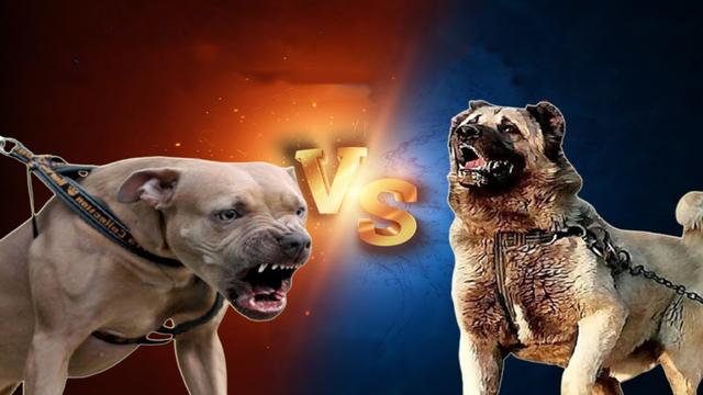 听完之后,在局长可见,坎高犬的叫声越发有力威猛,你感触呢?