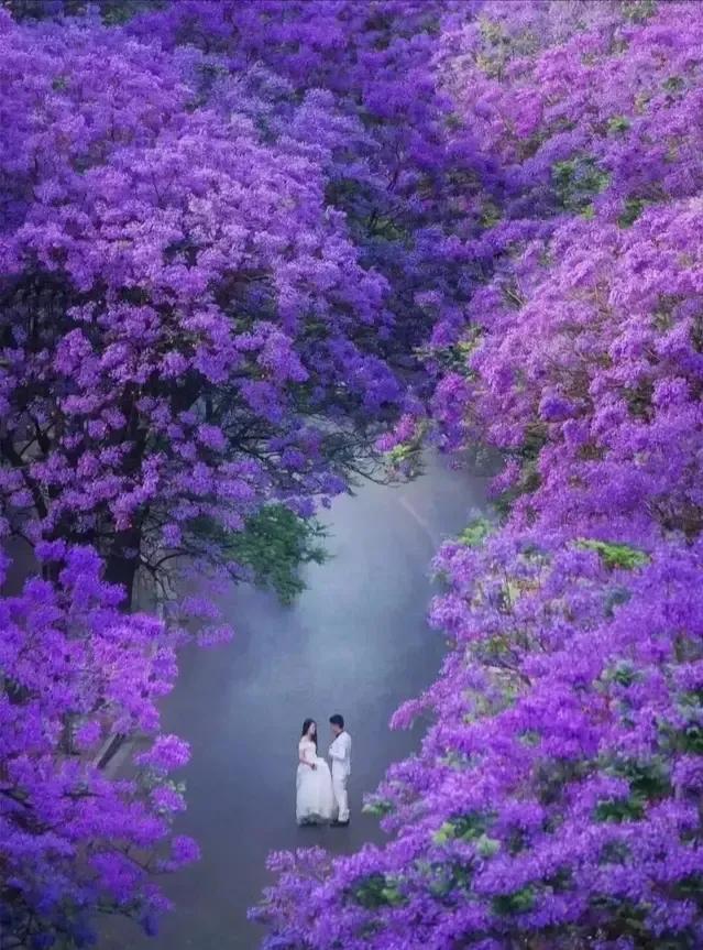最美的花路，走不完的浪漫