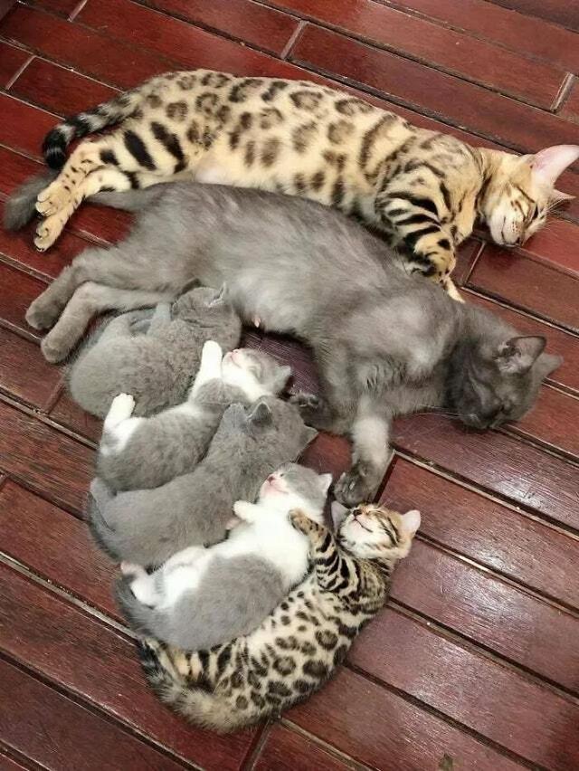 猫咪照片