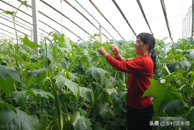 清明节快到了，这些瓜果蔬菜准备种植了，但要注意几点