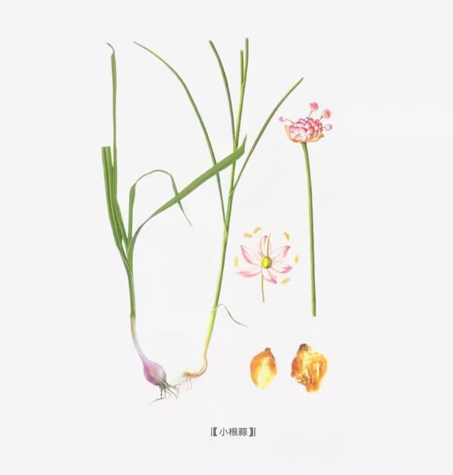 春天里的这个“野蒜”，最适合心血管不好的人吃