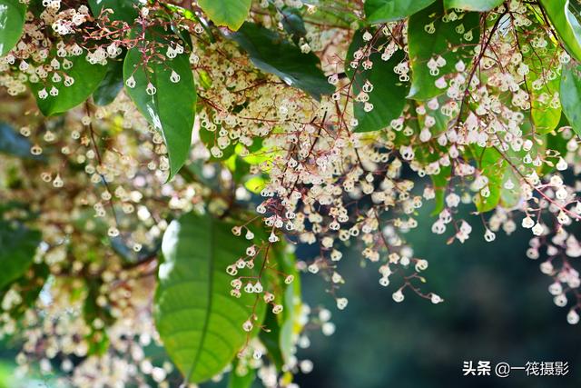 苹婆 苹婆（苹婆山鸟图高清） 生活