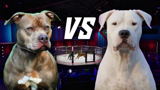 杜高犬打架 杜高犬打架(杜高犬打架视频) 动物