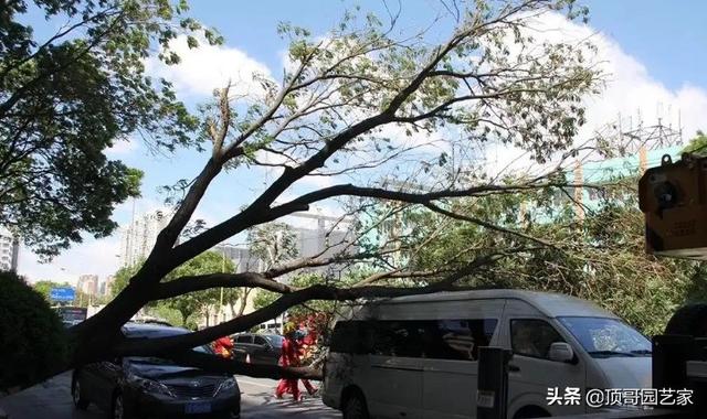 暴风雨来袭，你家花园可曾安好？