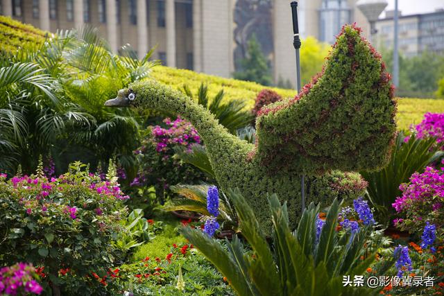 惊艳！石家庄“飞”来一只56米长“大孔雀”，开屏迎五一