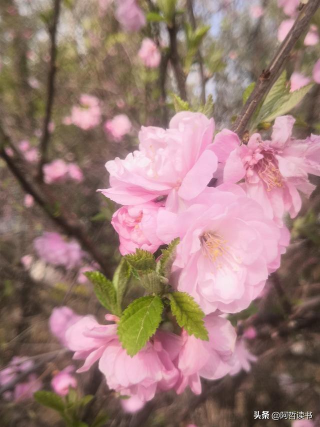 春深景更浓，人间重晚情，繁华依旧笑东风