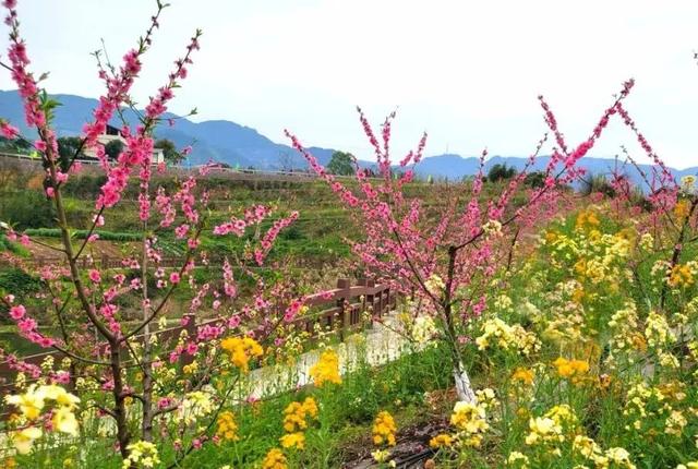 重庆最美乡村公路旅游攻略（重庆这条乡野自驾路线）(1)