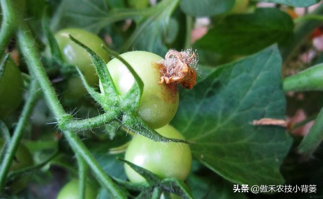 春季低温阴雨天气容易发生灰霉病，瓜果蔬菜开花坐果期要重点防治