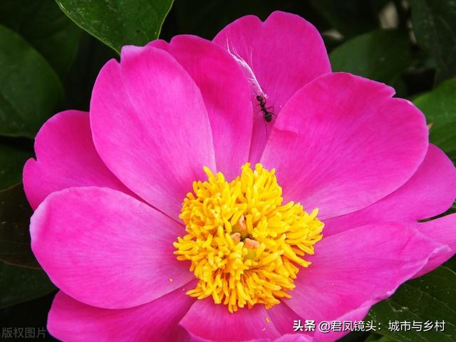 芍药花盛开，蚂蚁“赏花”流连忘返