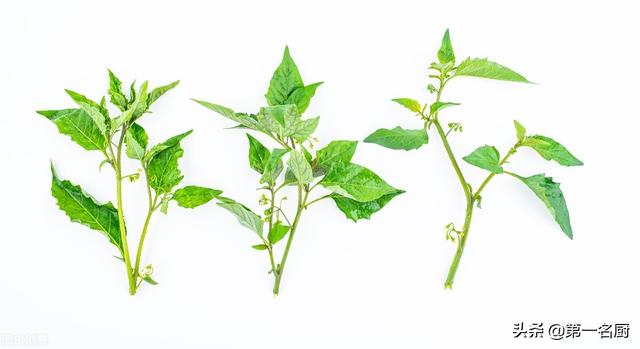 野菜有哪些 野菜有哪些（能吃的野菜有哪些） 生活
