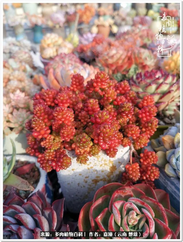 玉蝶铜芯电线价格表4平方,玉蝶铜芯线今日价格