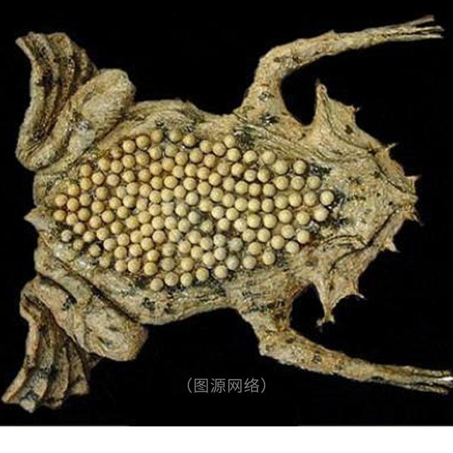 莲蓬乳(蓬松乳能挤出虫子吗)-帝国cms模板网