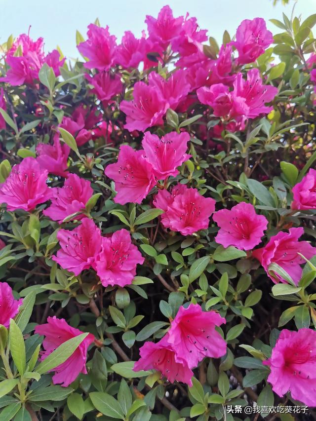 只为杜鹃来开花