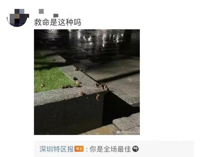 警惕！雨后街头这种生物频繁出没，千万别碰！