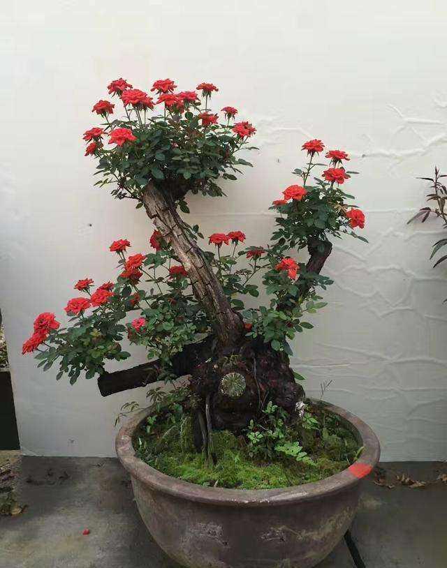 曾經的4種「網紅花」值不值得入手？我都體驗過，說說真實的感受 - 天天要聞