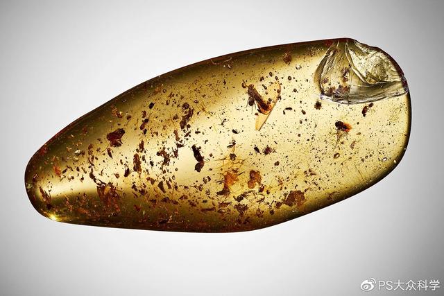 被凝固的时间 10块绝美琥珀带你重返白垩纪