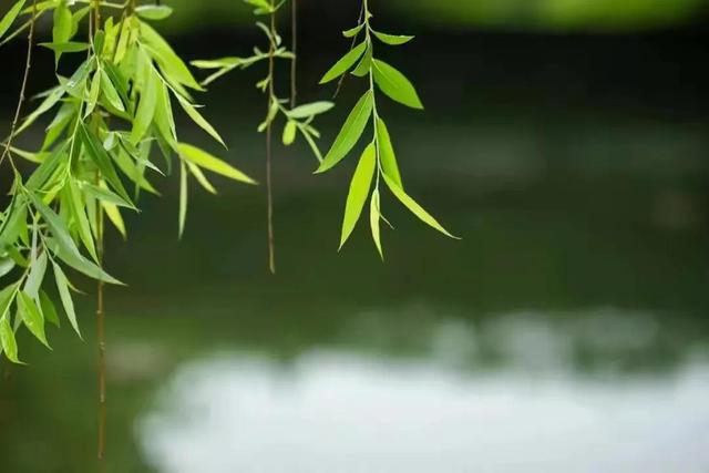 文｜枫叶 养“四气”，戒“四欲”