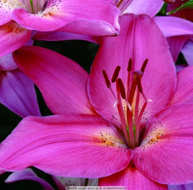 分享图片，阳光灿烂，百花盛开，鸟语花香，美轮美奂