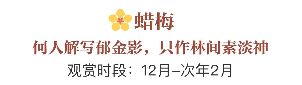 誰說春天才有花看？這份中國冬日賞花指南請查收