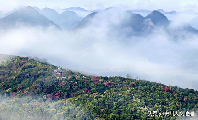 貴州百裏杜鵑：康養季儀式即將啓動
