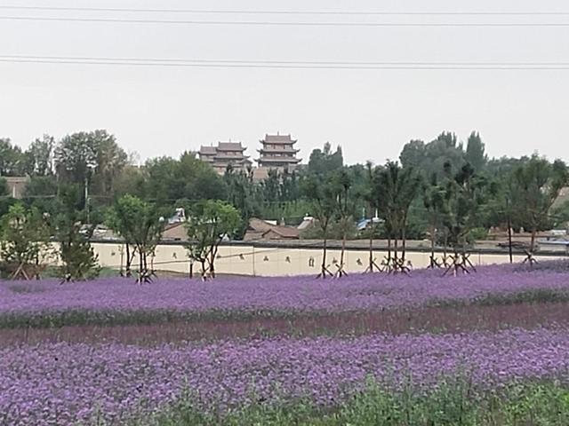 生活的智者