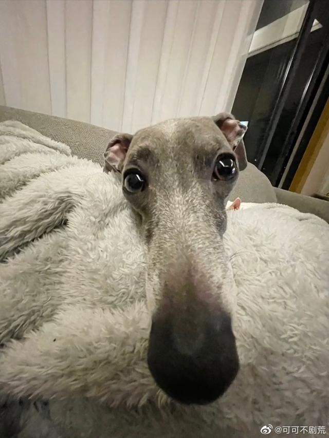 人类理解能力的天花板，在互联网上究竟能离谱到什么程度？