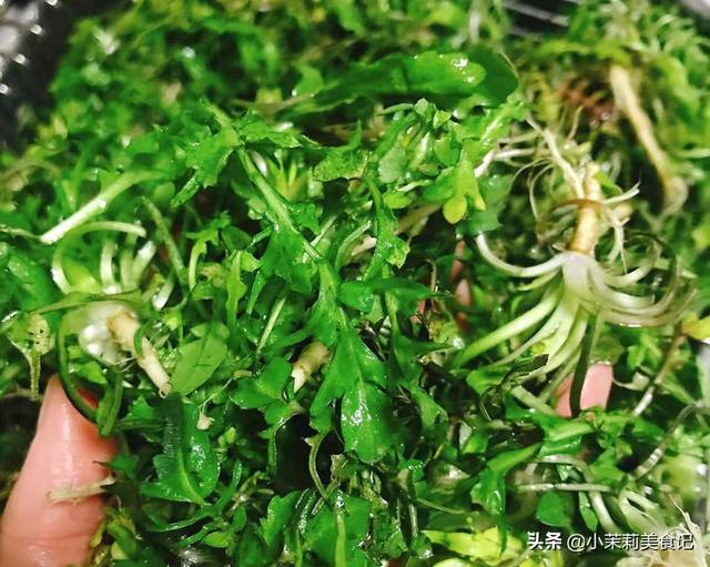 清明后，这5样野菜快老了，每样多摘点保存，一年都有“春菜”吃