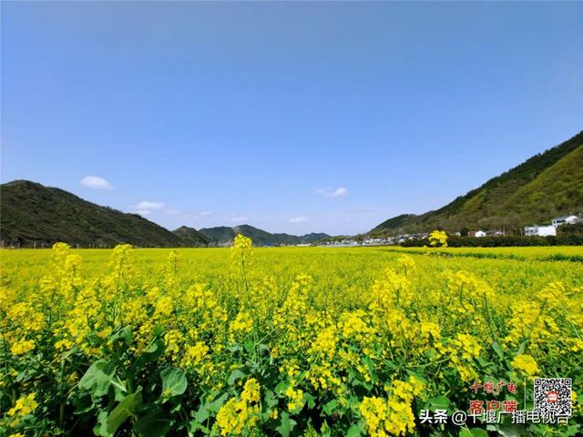 惊艳了！郧阳最美油菜花海藏不住了