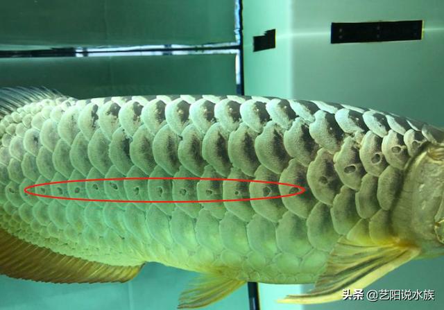 龙鱼鳞片看见