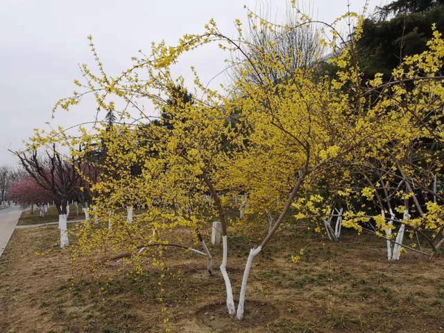 探春花嫁接迎春花图片