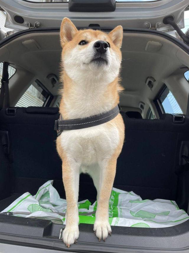 [微信小鲤鱼怎么买]，柴犬表情包动图gif