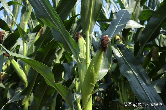 玉蜀黍 玉蜀黍（玉蜀黍平脐蠕孢） 生活
