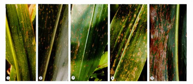 玉米弯孢叶斑病和北方炭疽病的症状和防治方法，提前知道提前预防1