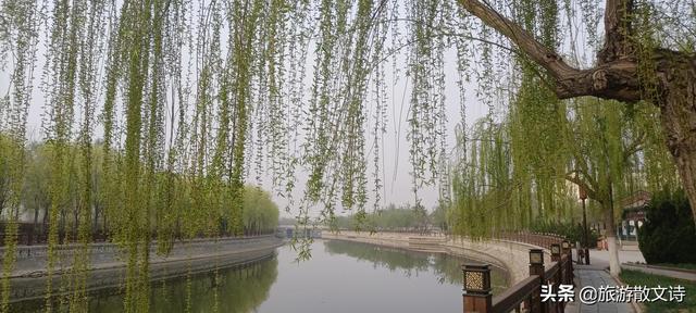 花开杨柳青
