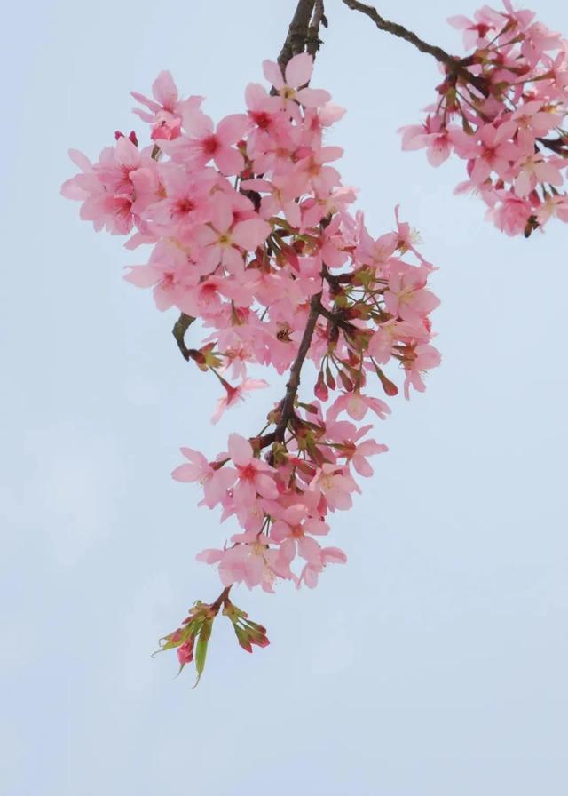 散文：总会有一缕春风，为你而来，总会有一树繁花，为你而开