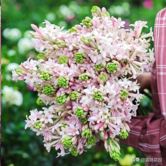 晚香玉 晚香玉（晚香玉花语） 生活
