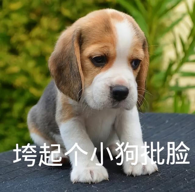 狗狗脾氣比較大怎麼辦(狗狗脾氣暴躁怎麼調理)-艾拉養犬