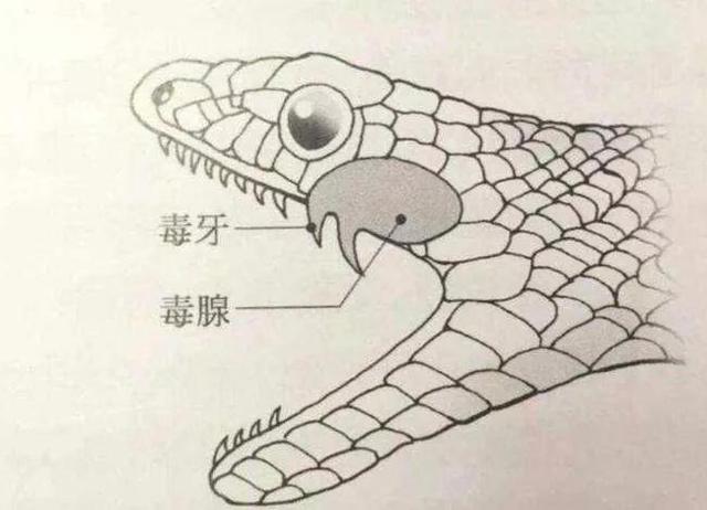 海蛇有毒吗(扁尾海蛇有毒吗) 资讯 第1张