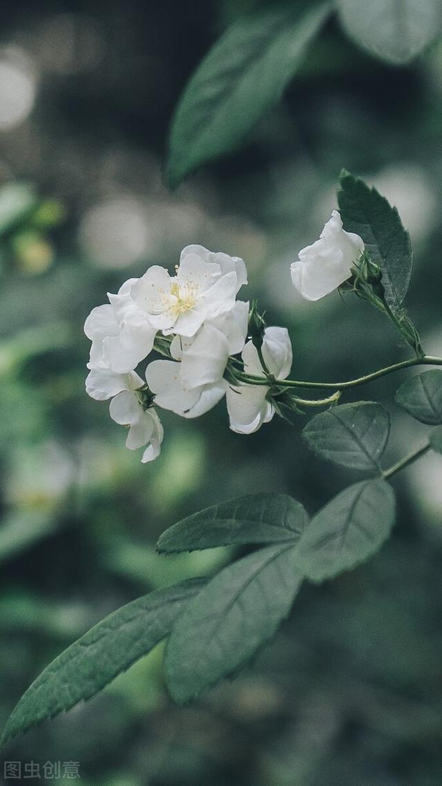 三月：春来无恙，次第花开，等闲识得东风面，万紫千红总是春