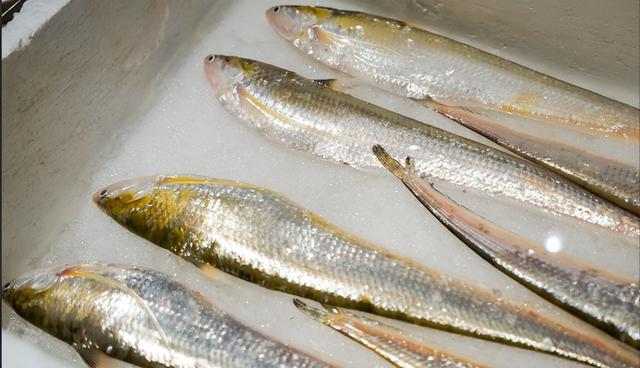 的水面上做了窝,不断繁衍生息,而它们的食物,就是鱼塘里昂贵的刀鱼苗