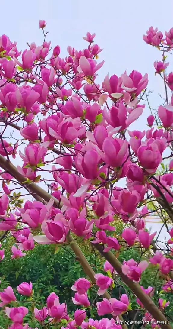 春花烂漫，竞相绽放，鸟语花香
