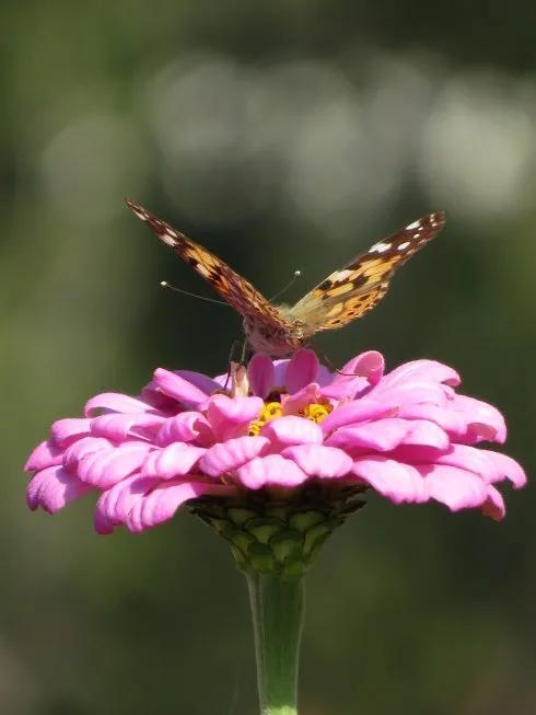 回顾春天百花争艳、招蜂引蝶图片大赏