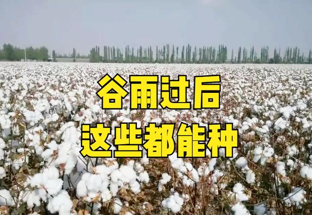 谷雨过后能种啥？4种庄稼作物和5种蔬菜可以选择，农户们别错过