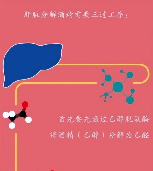 为什么要戒酒？科普：喝酒后人体24小时的变化，看完你还会喝酒吗