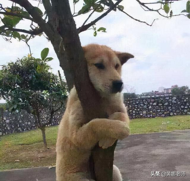 一些乌克兰招募的雇佣兵，为何转身就成了“跑路达人”？